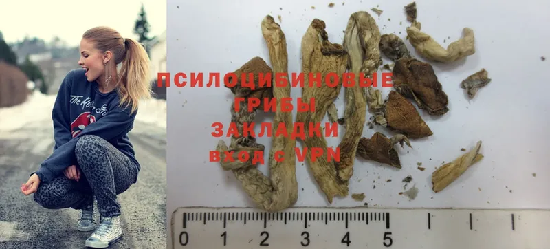 Псилоцибиновые грибы Psilocybe  Мончегорск 